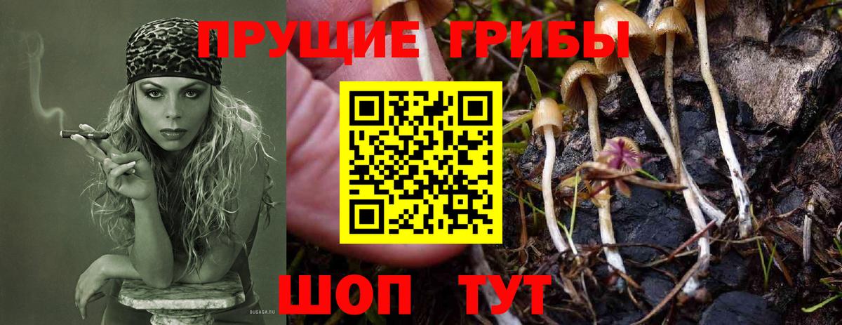 Галлюциногенные грибы Psilocybine cubensis Красноармейск
